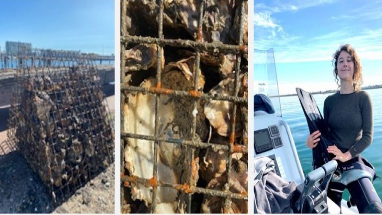 Study of Oyster Recruitment & Biodiversity in Port River