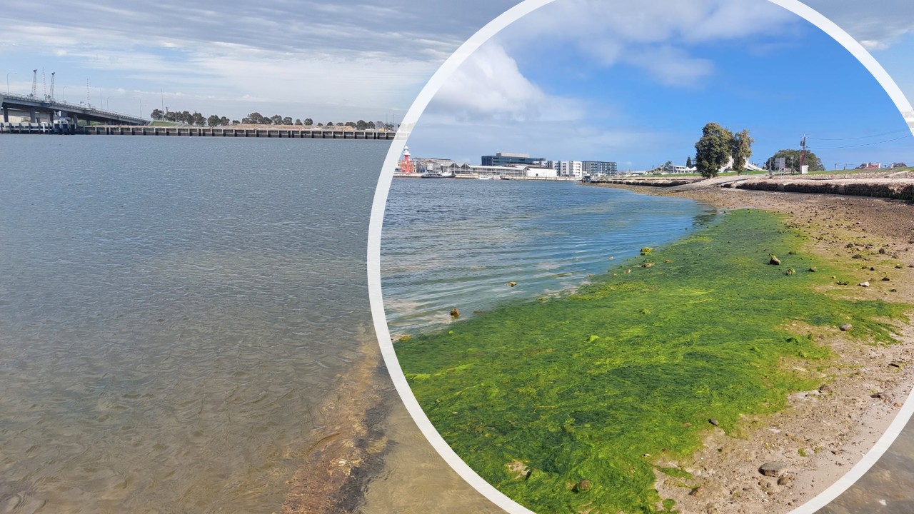 Harmful Algal Bloom (HAB) impacts Port River